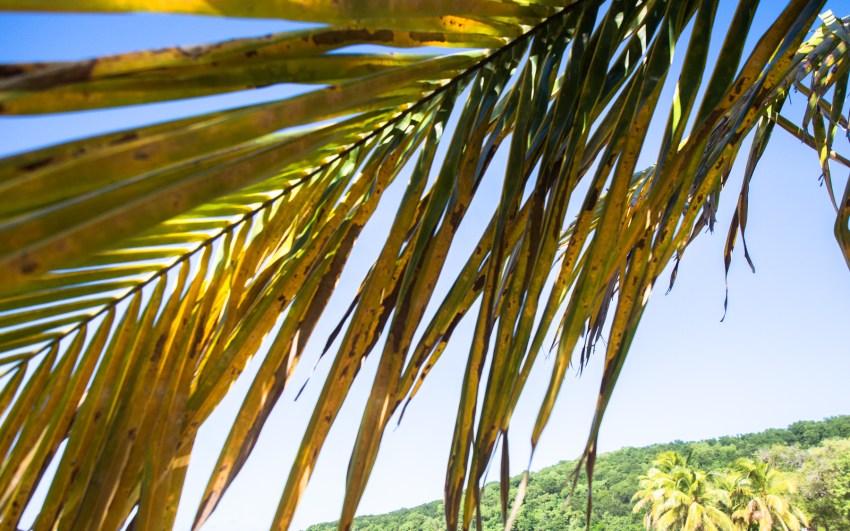 nord basse terre, la perle, guadeloupe