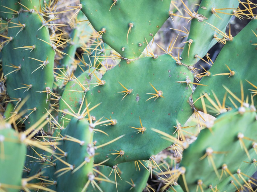 kayak, malendure, reserve cousteau, bouillante, guadeloupe