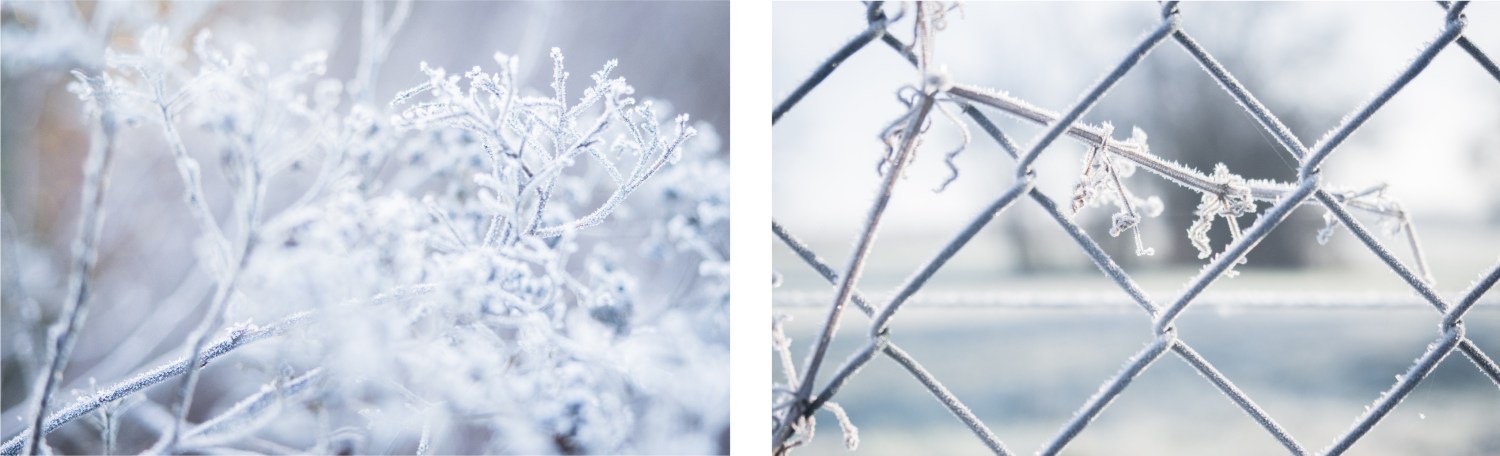 neige, givre, hiver, alsace