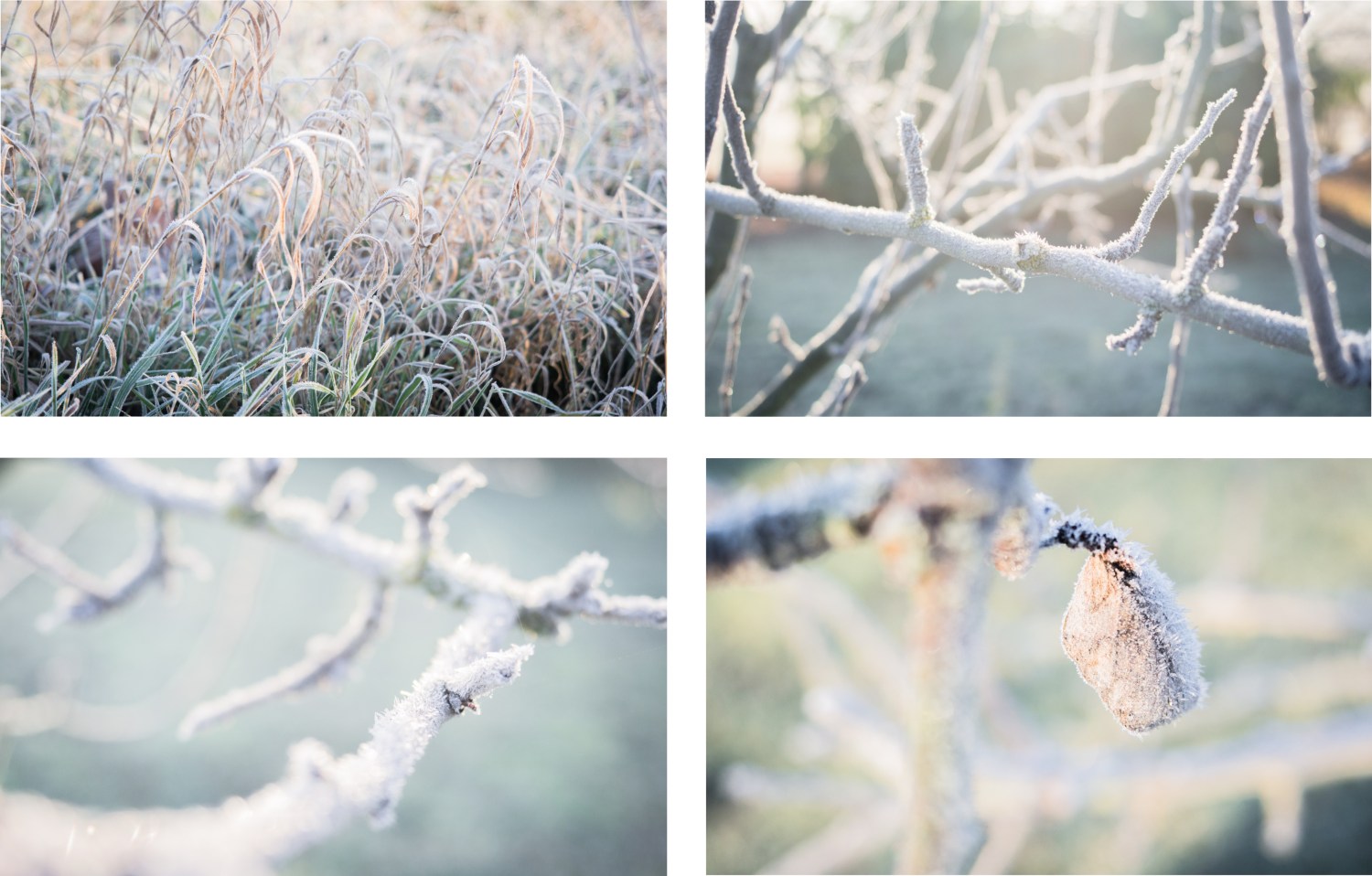 neige, givre, hiver, alsace