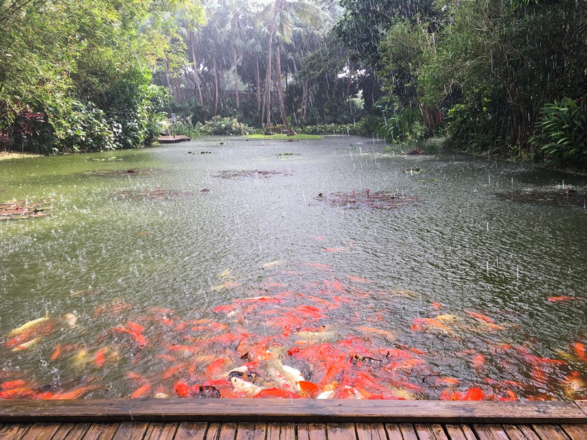 guadeloupe, retrospective, année2016