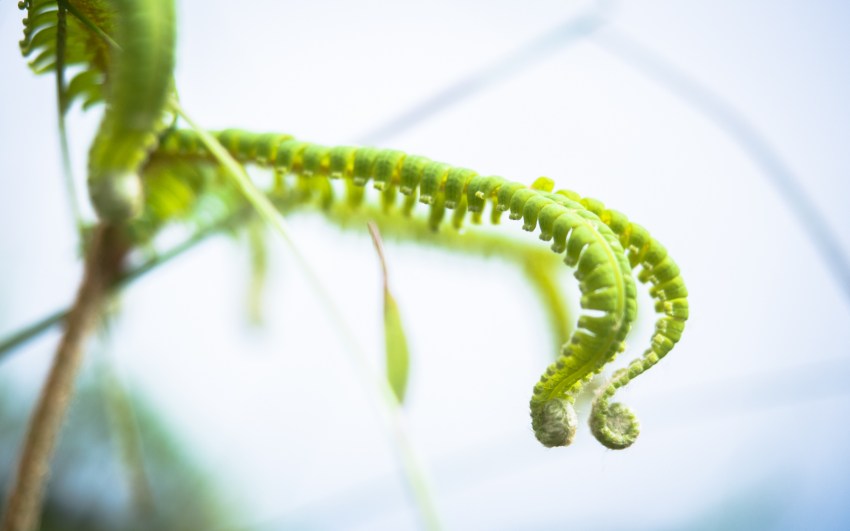 montagne, pelé, volcan, martinique, saint pierre, antilles, caraïbes
