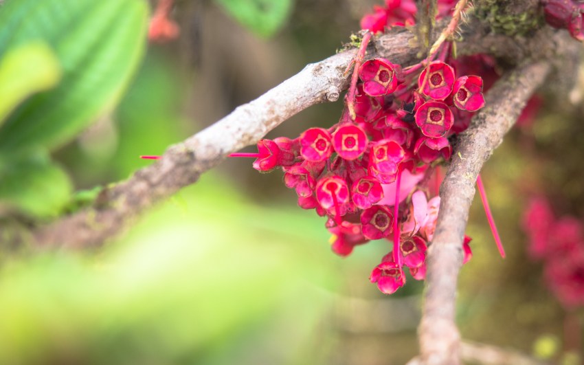 montagne, pelé, volcan, martinique, saint pierre, antilles, caraïbes