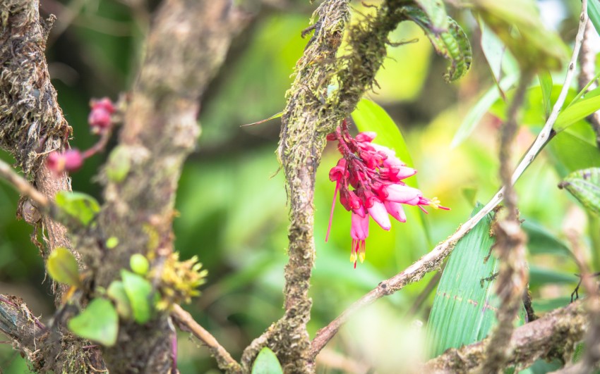 montagne, pelé, volcan, martinique, saint pierre, antilles, caraïbes