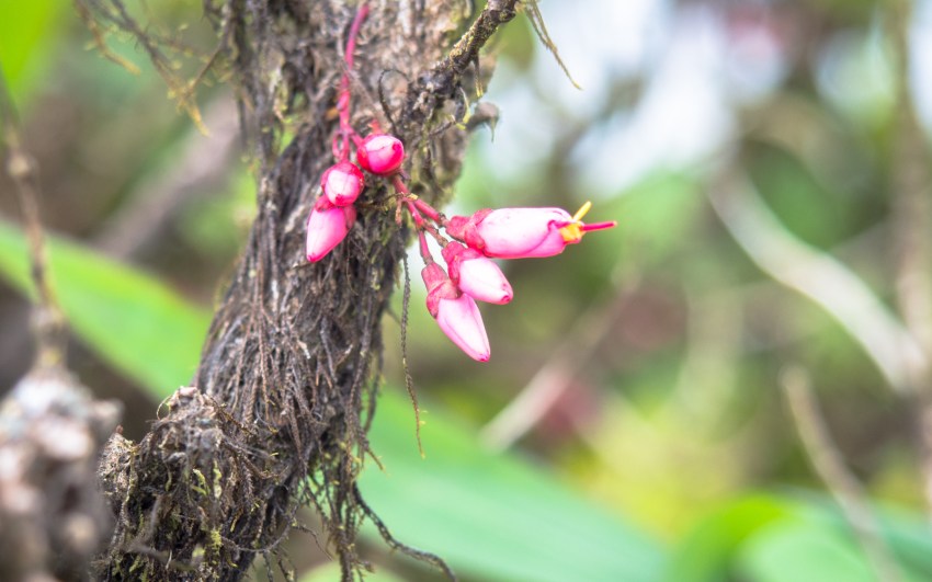 montagne, pelé, volcan, martinique, saint pierre, antilles, caraïbes