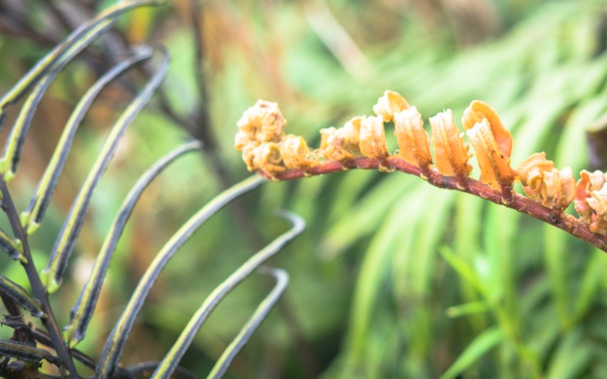 montagne, pelé, volcan, martinique, saint pierre, antilles, caraïbes