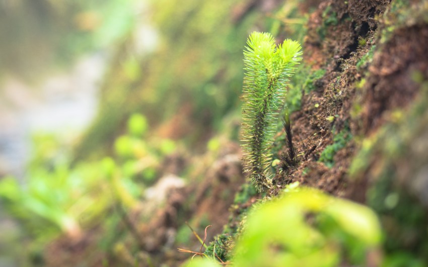 montagne, pelé, volcan, martinique, saint pierre, antilles, caraïbes