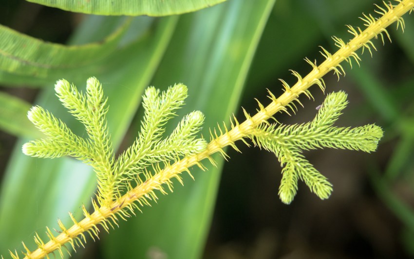 montagne, pelé, volcan, martinique, saint pierre, antilles, caraïbes