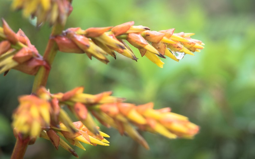 montagne, pelé, volcan, martinique, saint pierre, antilles, caraïbes