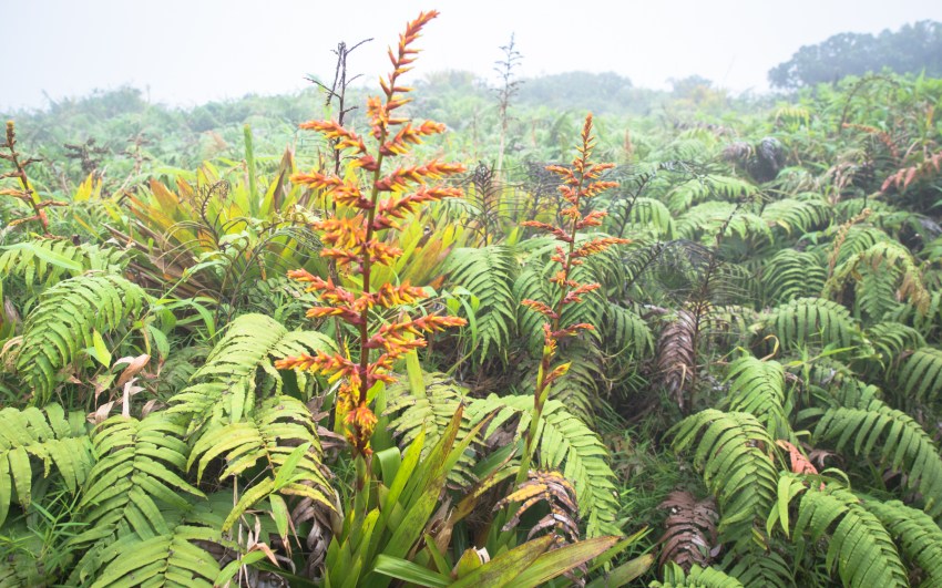 montagne, pelé, volcan, martinique, saint pierre, antilles, caraïbes