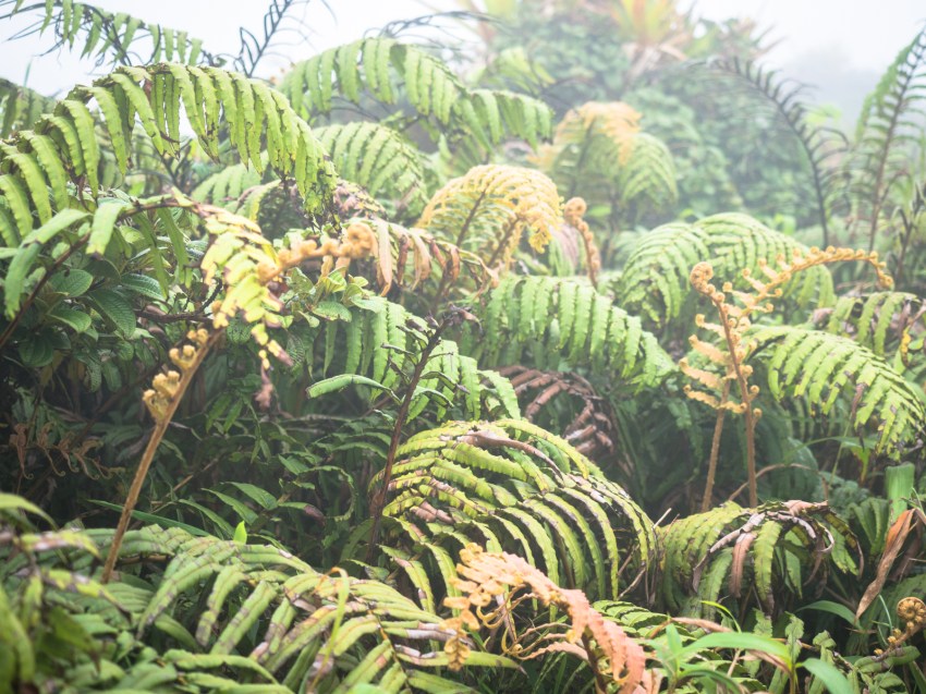 montagne, pelé, volcan, martinique, saint pierre, antilles, caraïbes