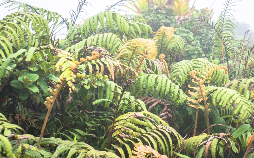 montagne, pelé, volcan, martinique, saint pierre, antilles, caraïbes