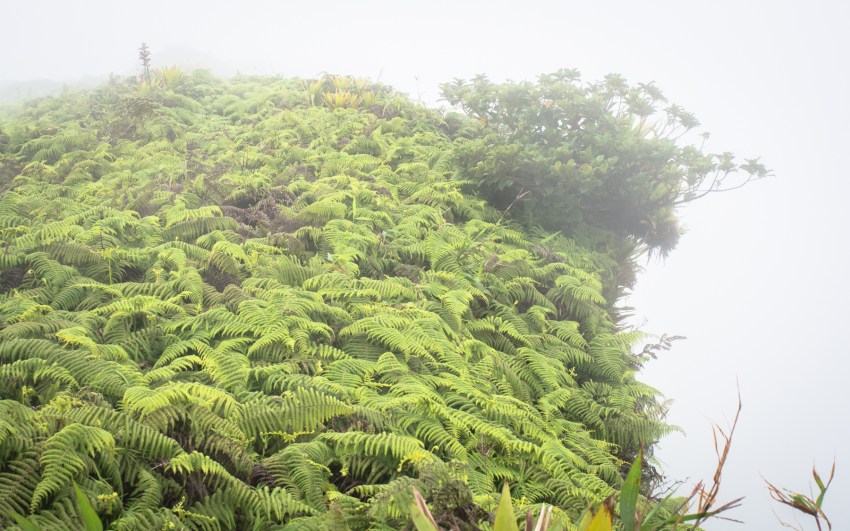 montagne, pelé, volcan, martinique, saint pierre, antilles, caraïbes