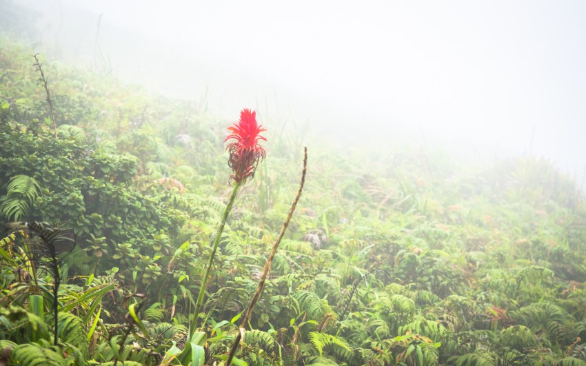 montagne, pelé, volcan, martinique, saint pierre, antilles, caraïbes