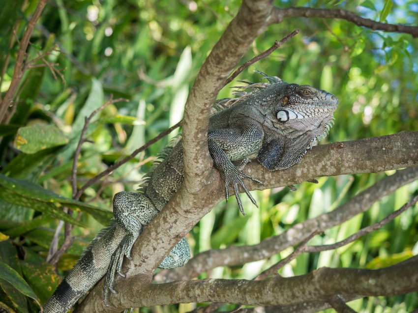 guadeloupe, retrospective, année2016