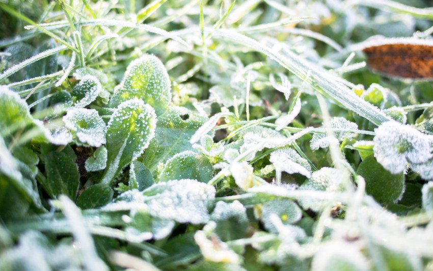 neige, givre, hiver, alsace
