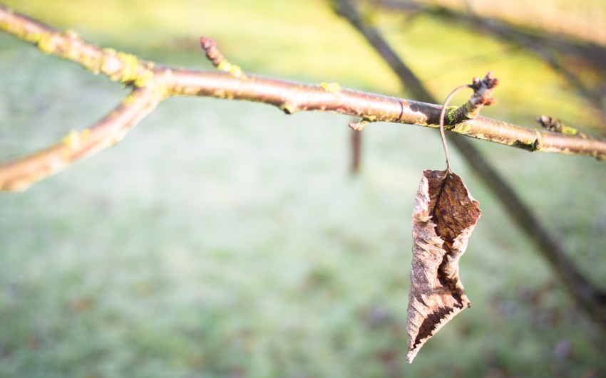 neige, givre, hiver, alsace