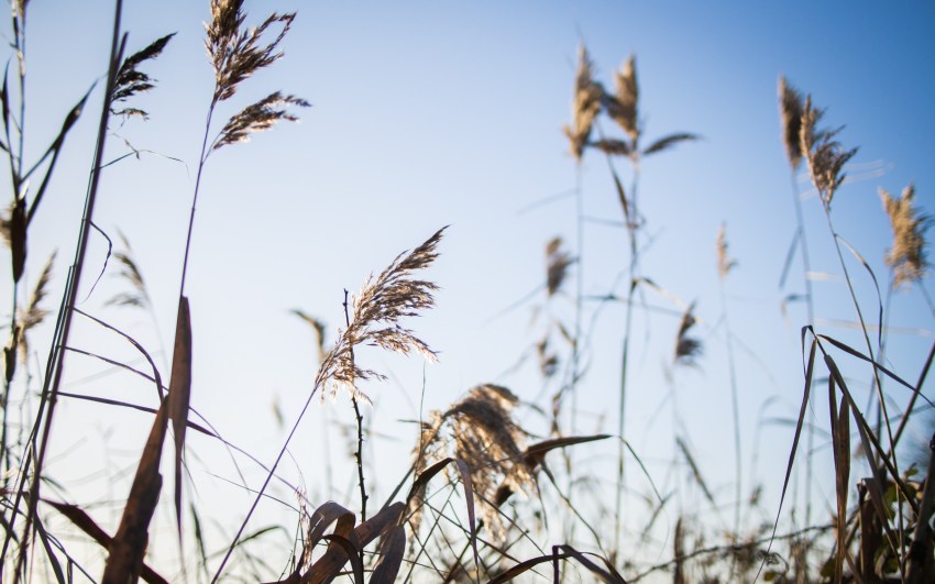 neige, givre, hiver, alsace