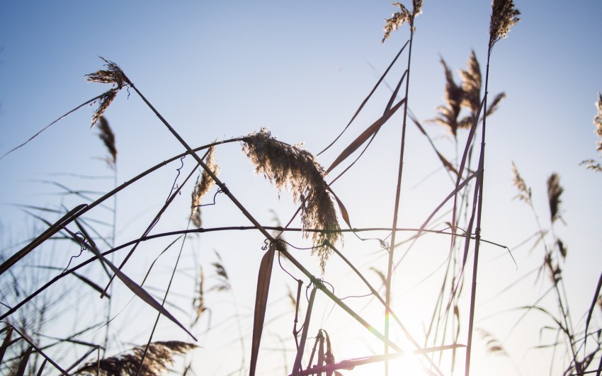 neige, givre, hiver, alsace