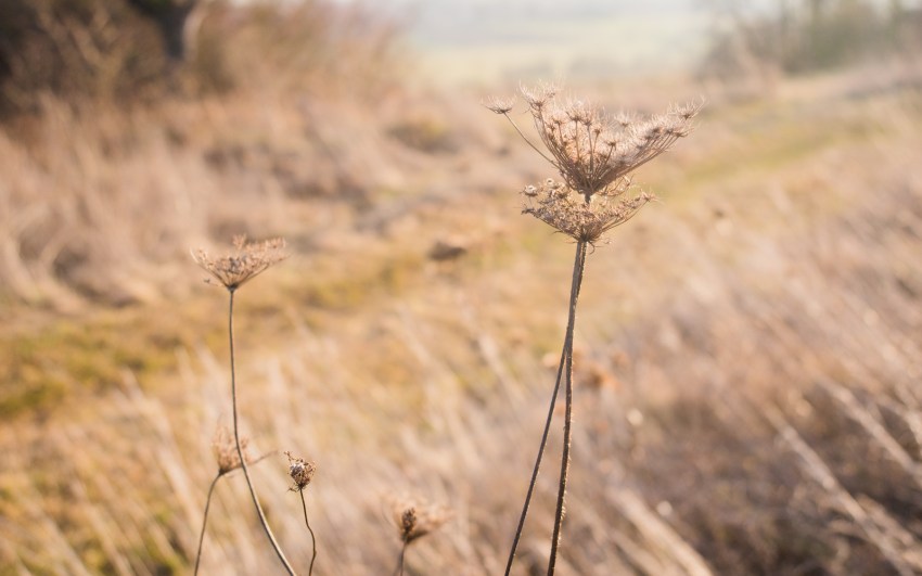 neige, givre, hiver, alsace, bastberg, bouxwiller, imbsheim