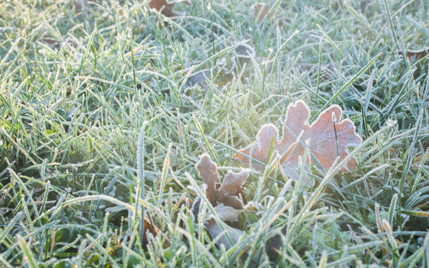 neige, givre, hiver, alsace