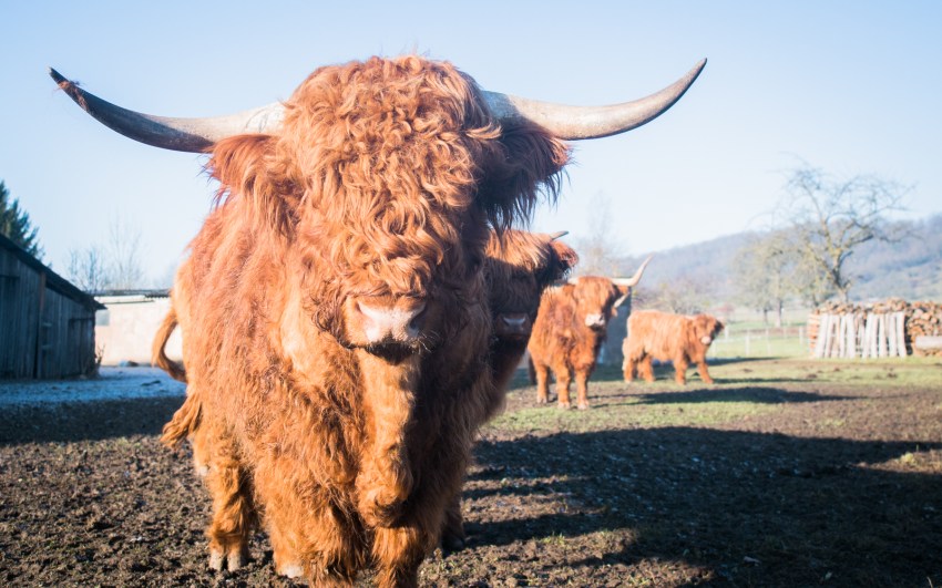 neige, givre, hiver, alsace, bastberg, bouxwiller, imbsheim