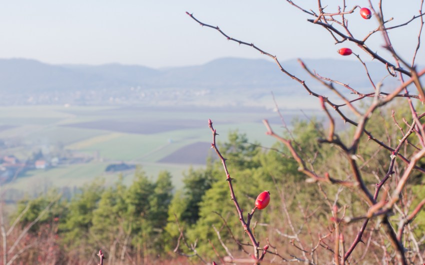 neige, givre, hiver, alsace, bastberg, bouxwiller, imbsheim
