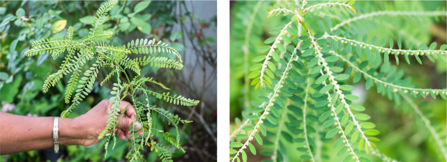 mains, jardin créole, rimed razié, guadeloupe