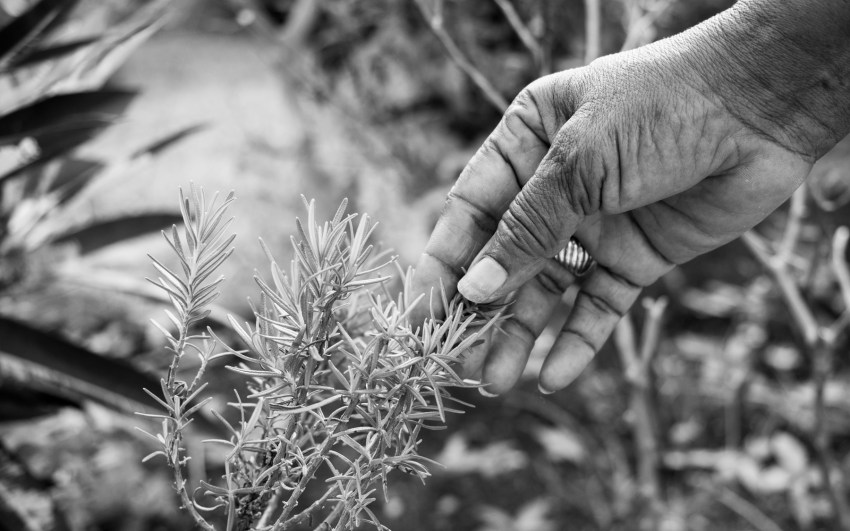 mains, jardin créole, rimed razié, guadeloupe