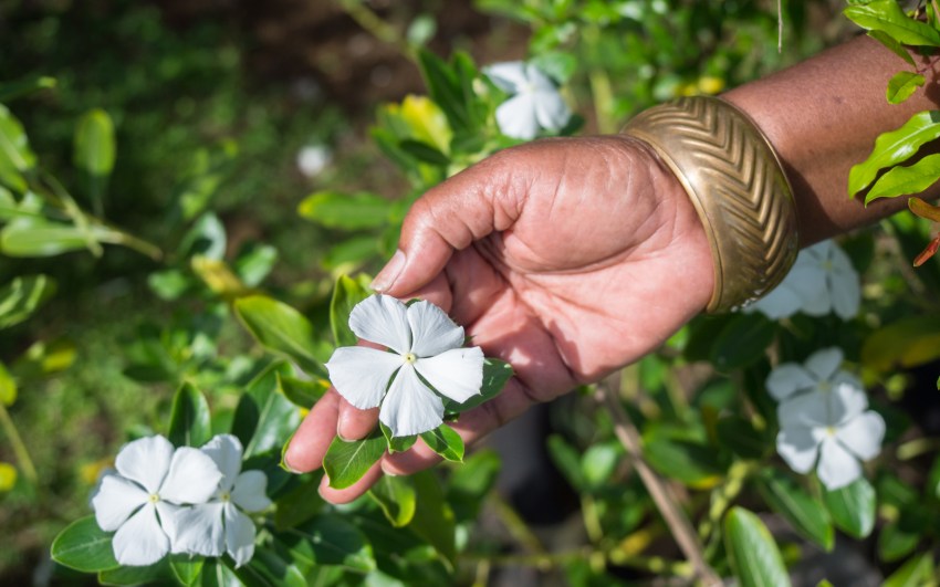mains, jardin créole, rimed razié, guadeloupe