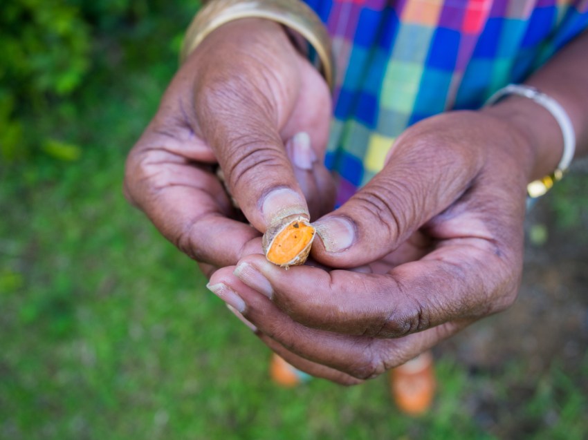 mains, jardin créole, rimed razié, guadeloupe