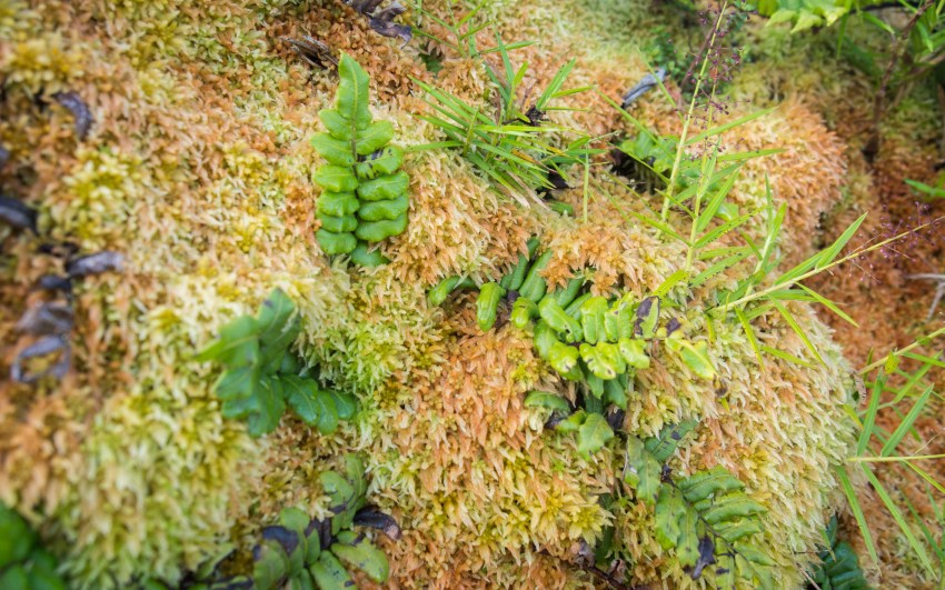 soufrière, volcan, guadeloupe