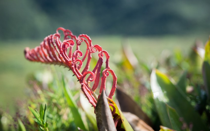 soufrière, volcan, guadeloupe
