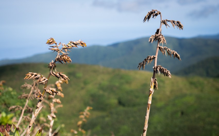 soufrière, volcan, guadeloupe