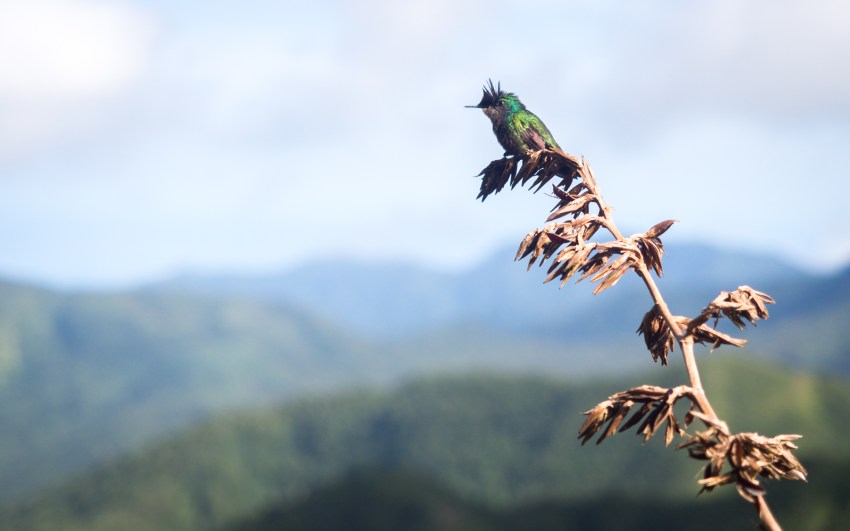 soufrière, volcan, guadeloupe