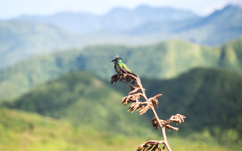 soufrière, volcan, guadeloupe