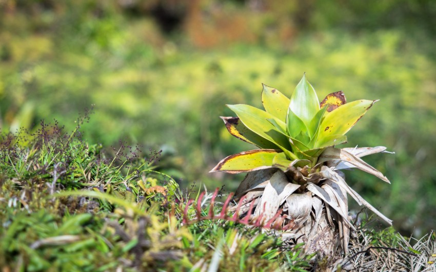 soufrière, volcan, guadeloupe