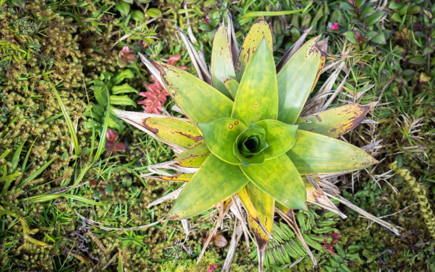 soufrière, volcan, guadeloupe
