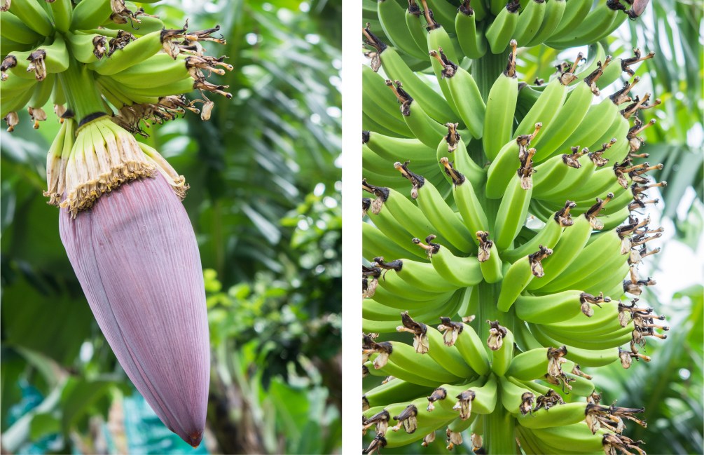 guadeloupe, rivière rouge, matouba, bananeraie, 