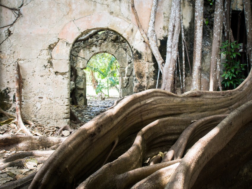 guadeloupe, petit canal, figuier maudit