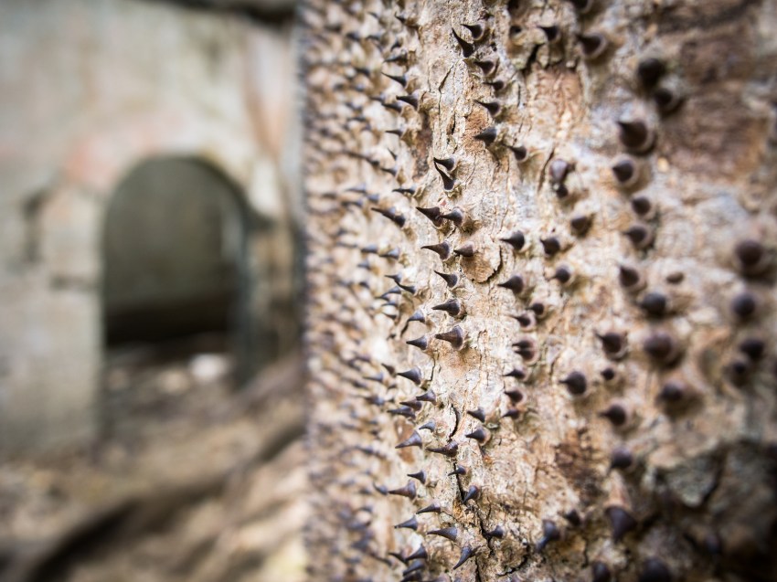 guadeloupe, petit canal, figuier maudit