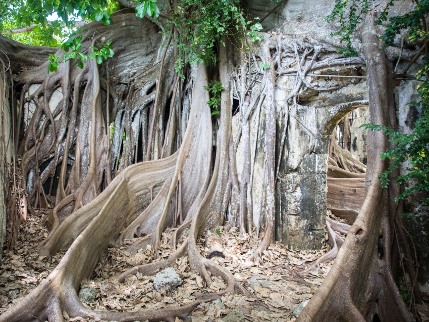 guadeloupe, petit canal, figuier maudit