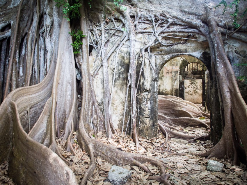 guadeloupe, petit canal, figuier maudit