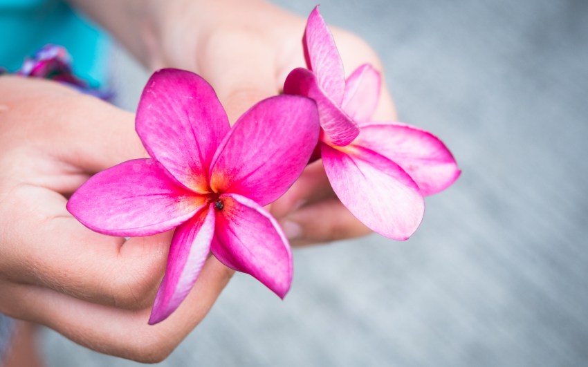les saintes, guadeloupe, caraïbes