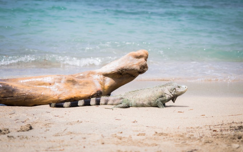 les saintes, guadeloupe, caraïbes