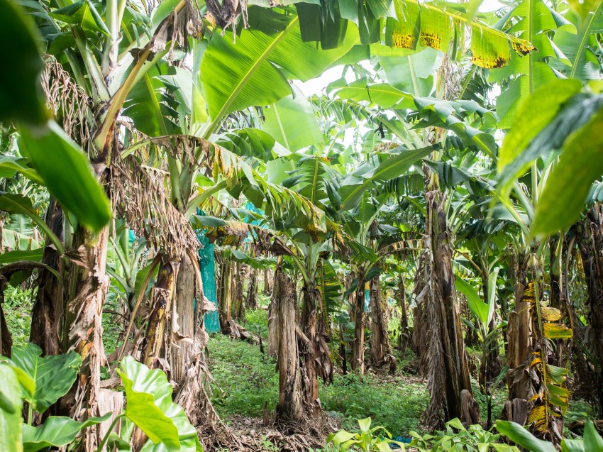 guadeloupe, rivière rouge, matouba, bananeraie, 