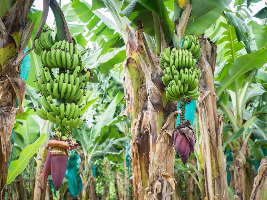 guadeloupe, rivière rouge, matouba, bananeraie, 
