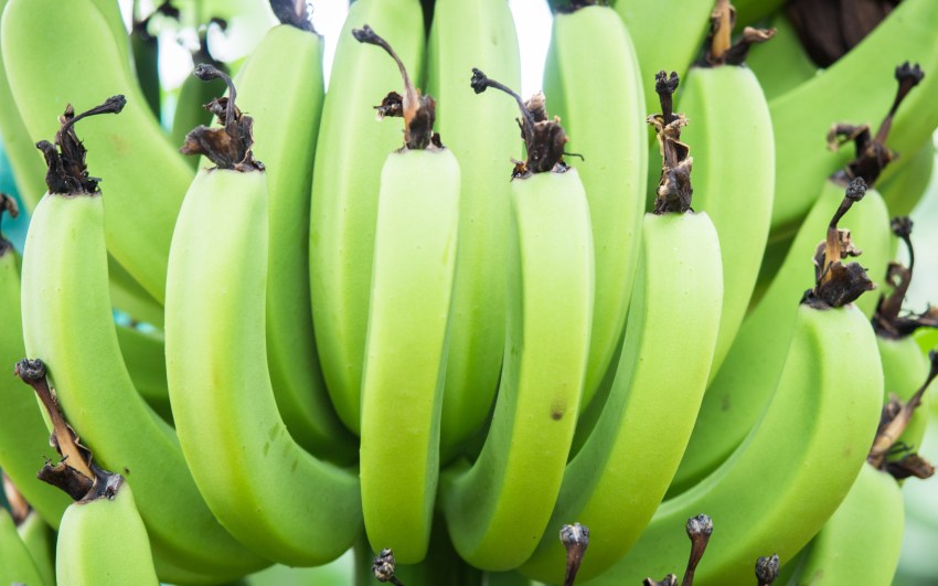 guadeloupe, rivière rouge, matouba, bananeraie, 