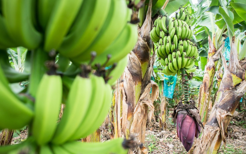 guadeloupe, rivière rouge, matouba, bananeraie, 