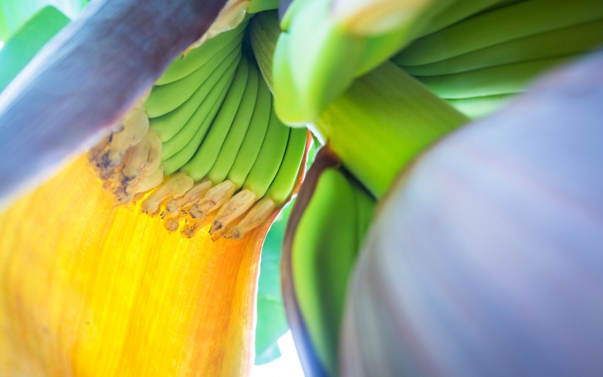 guadeloupe, rivière rouge, matouba, bananeraie, 